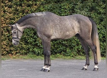 Zangersheide, Castrone, 5 Anni, 164 cm, Bianco