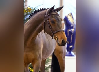 Zangersheide, Castrone, 5 Anni, 165 cm, Baio