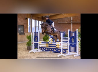 Zangersheide, Castrone, 5 Anni, 165 cm, Baio