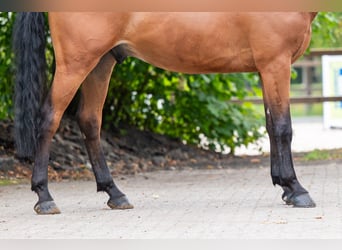 Zangersheide, Castrone, 5 Anni, 165 cm, Baio