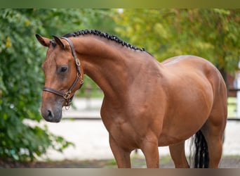 Zangersheide, Castrone, 5 Anni, 165 cm, Baio