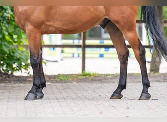 Zangersheide, Castrone, 5 Anni, 165 cm, Baio