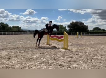 Zangersheide, Castrone, 5 Anni, 165 cm, Baio scuro