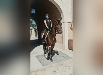 Zangersheide, Castrone, 5 Anni, 165 cm, Baio scuro