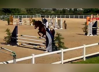 Zangersheide, Castrone, 5 Anni, 165 cm, Baio scuro