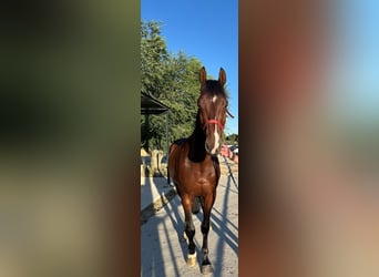 Zangersheide, Castrone, 5 Anni, 165 cm, Baio scuro