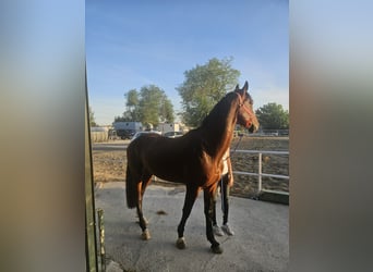 Zangersheide, Castrone, 5 Anni, 165 cm, Baio scuro