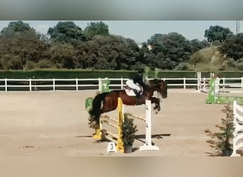 Zangersheide, Castrone, 5 Anni, 165 cm, Baio scuro