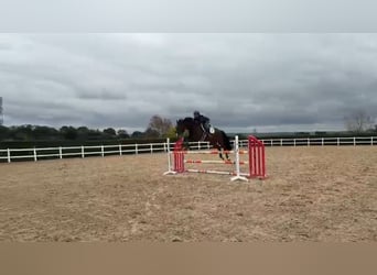 Zangersheide, Castrone, 5 Anni, 165 cm, Baio scuro