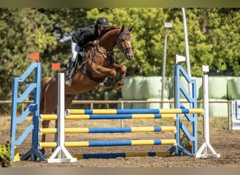 Zangersheide, Castrone, 5 Anni, 165 cm, Sauro
