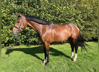 Zangersheide, Castrone, 5 Anni, 166 cm, Baio