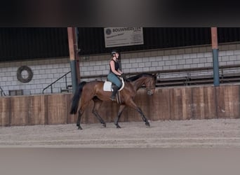 Zangersheide, Castrone, 5 Anni, 167 cm, Baio