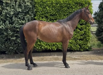 Zangersheide, Castrone, 5 Anni, 167 cm, Baio