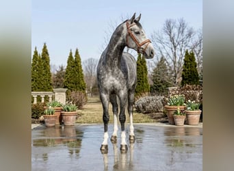 Zangersheide, Castrone, 5 Anni, 167 cm, Grigio