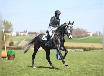 Zangersheide, Castrone, 5 Anni, 167 cm, Grigio