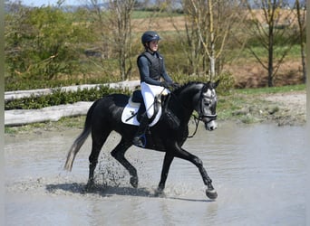Zangersheide, Castrone, 5 Anni, 167 cm, Grigio