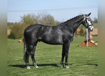 Zangersheide, Castrone, 5 Anni, 167 cm, Grigio