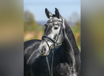 Zangersheide, Castrone, 5 Anni, 167 cm, Grigio