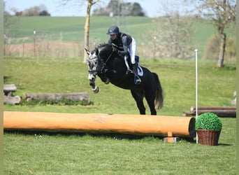 Zangersheide, Castrone, 5 Anni, 167 cm, Grigio