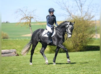 Zangersheide, Castrone, 5 Anni, 167 cm, Grigio