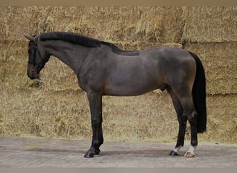 Zangersheide, Castrone, 5 Anni, 169 cm, Baio