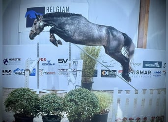Zangersheide, Castrone, 5 Anni, 169 cm, Grigio