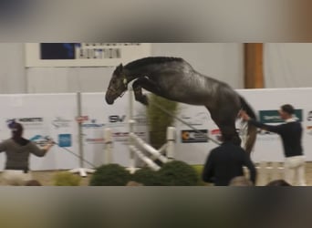 Zangersheide, Castrone, 5 Anni, 169 cm, Grigio