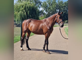 Zangersheide, Castrone, 5 Anni, 170 cm, Baio