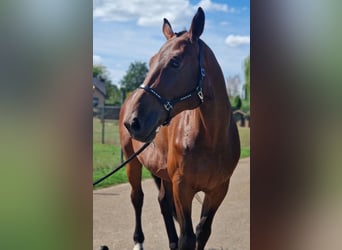 Zangersheide, Castrone, 5 Anni, 170 cm, Baio