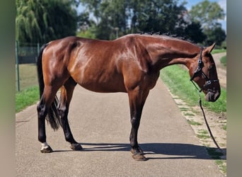 Zangersheide, Castrone, 5 Anni, 170 cm, Baio