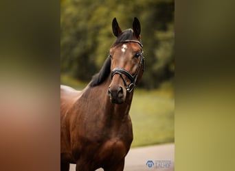 Zangersheide, Castrone, 5 Anni, 170 cm, Baio