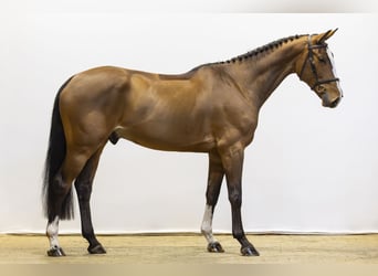 Zangersheide, Castrone, 5 Anni, 170 cm, Baio