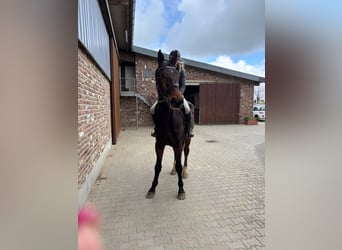 Zangersheide, Castrone, 5 Anni, 170 cm, Baio