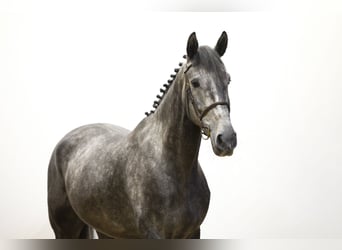 Zangersheide, Castrone, 5 Anni, 170 cm, Grigio