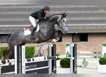 Zangersheide, Castrone, 5 Anni, 170 cm, Grigio