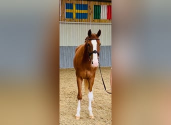 Zangersheide, Castrone, 5 Anni, 170 cm, Sauro
