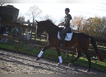 Zangersheide, Castrone, 5 Anni, 172 cm, Baio scuro