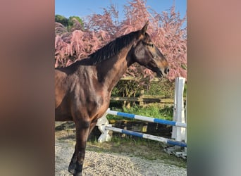 Zangersheide, Castrone, 5 Anni, 172 cm, Baio scuro