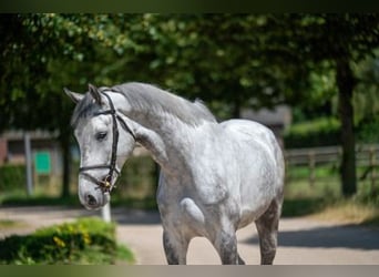 Zangersheide, Castrone, 5 Anni, 172 cm, Grigio