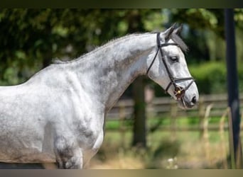 Zangersheide, Castrone, 5 Anni, 172 cm, Grigio