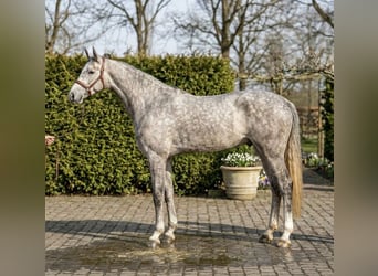 Zangersheide, Castrone, 5 Anni, 172 cm, Grigio