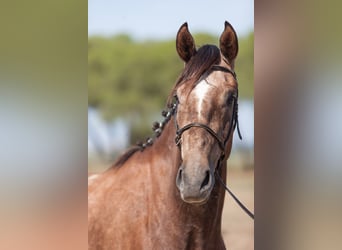 Zangersheide, Castrone, 5 Anni, 172 cm, Grigio