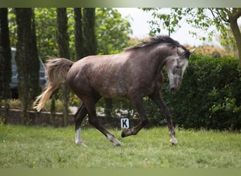 Zangersheide, Castrone, 5 Anni, 172 cm, Grigio