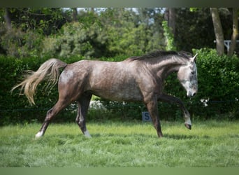 Zangersheide, Castrone, 5 Anni, 172 cm, Grigio
