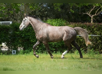 Zangersheide, Castrone, 5 Anni, 172 cm, Grigio