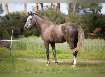 Zangersheide, Castrone, 5 Anni, 172 cm, Grigio