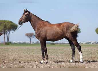 Zangersheide, Castrone, 5 Anni, 172 cm, Grigio