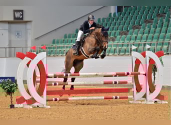 Zangersheide, Castrone, 5 Anni, 173 cm, Baio scuro