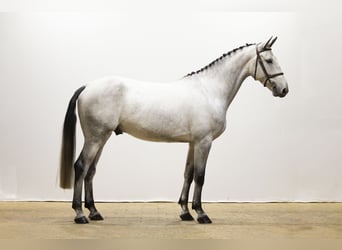 Zangersheide, Castrone, 5 Anni, 173 cm, Grigio
