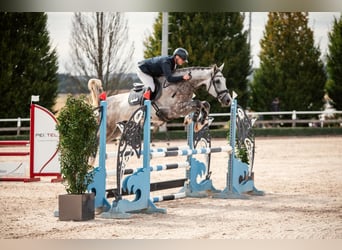 Zangersheide, Castrone, 5 Anni, 173 cm, Grigio pezzato